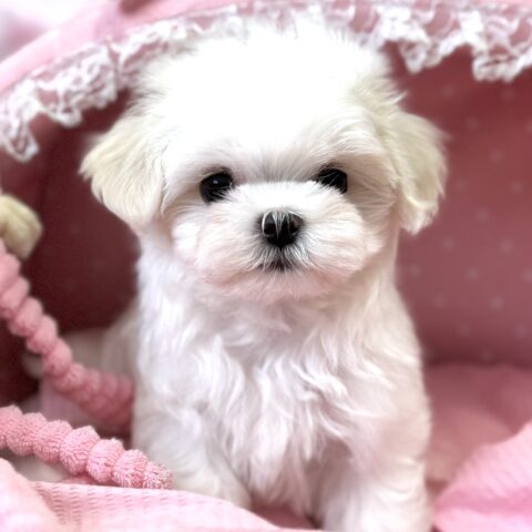 マルチーズ　ゆき・１君サムネイル