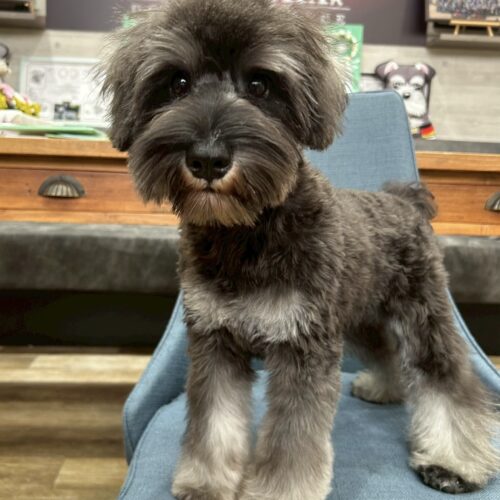 ミニチュアシュナウザー　うき・１君