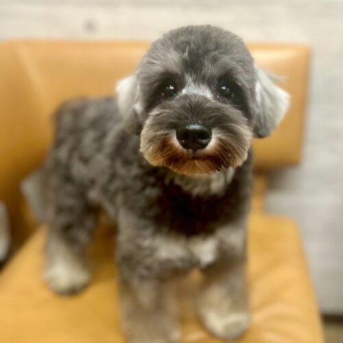 ミニチュアシュナウザー　カシス・２君