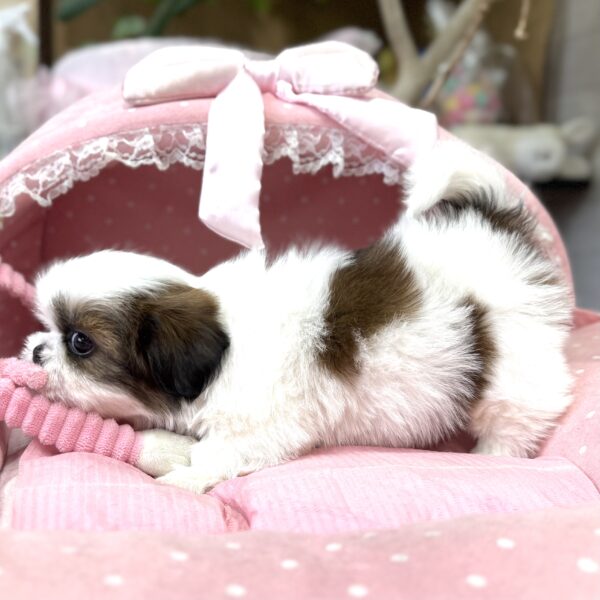 シーズー チーズ・2ちゃん | 【公式】子犬のブリーダー・ミニチュア