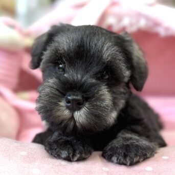 ミニチュアシュナウザー　華恋・１ちゃんサムネイル