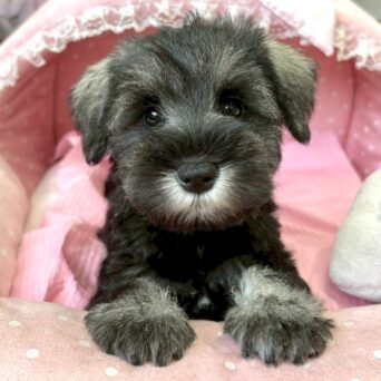 ミニチュアシュナウザー　のんのん・３ちゃんサムネイル