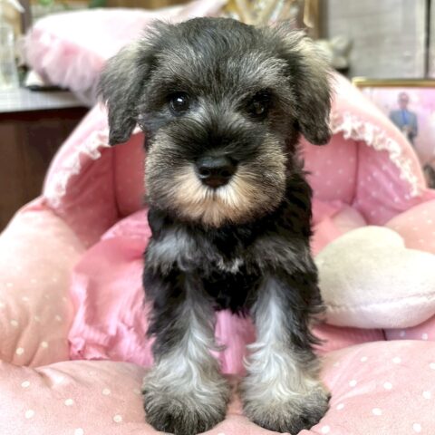 ミニチュアシュナウザー　かの・１くんサムネイル