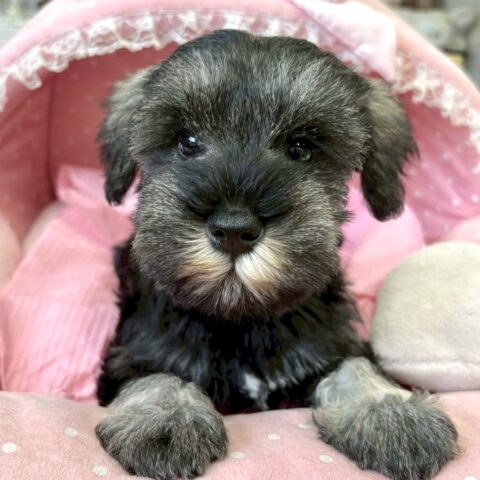 ミニチュアシュナウザー　かの・３ちゃんサムネイル