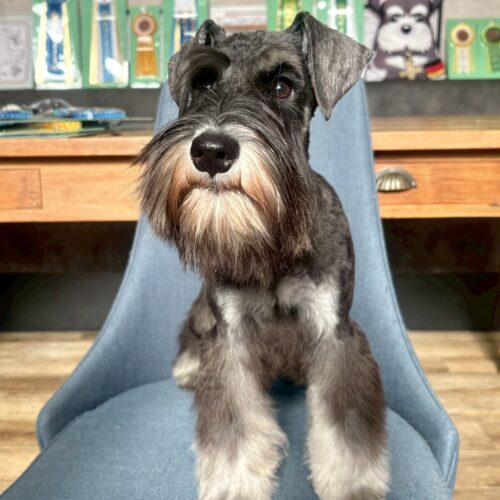 ミニチュアシュナウザー　のんのん・１くん