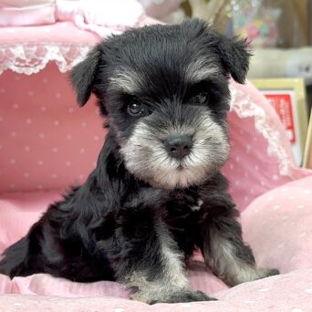 ミニチュアシュナウザー　ねね・３ちゃんサムネイル
