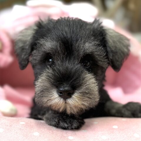 ミニチュアシュナウザー　ゆう・３ちゃんサムネイル