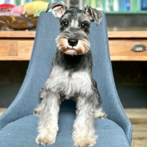 ミニチュアシュナウザー　ネネ・１くん