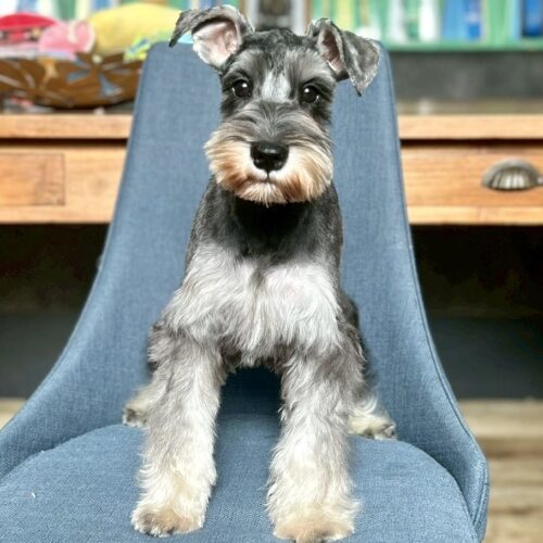 ミニチュアシュナウザー　ネネ・１くん