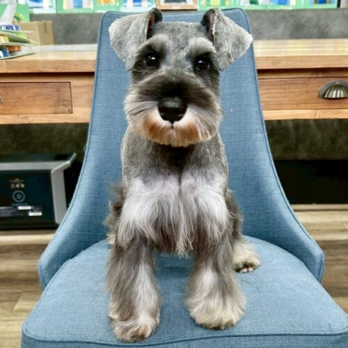 ミニチュアシュナウザー　美里・１ちゃん