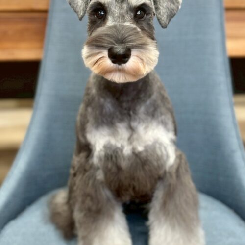 ミニチュアシュナウザー　真心・２くん