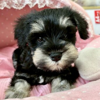 ミニチュアシュナウザー　真心・５ちゃんサムネイル