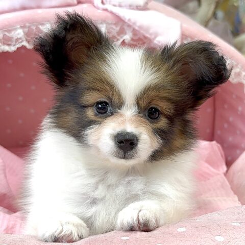 パピヨン　セリ　1ちゃんサムネイル