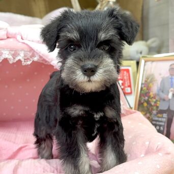 ミニチュアシュナウザー　ネネ・２ちゃんサムネイル