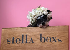 stellaboxサムネイル