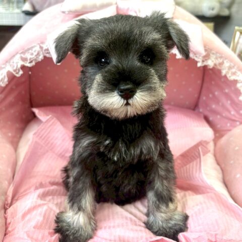 ミニチュアシュナウザー　華　１ちゃんサムネイル