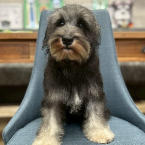 ミニチュアシュナウザー　ネネ・１くん