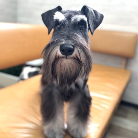 ミニチュアシュナウザー　のんのん・１くん