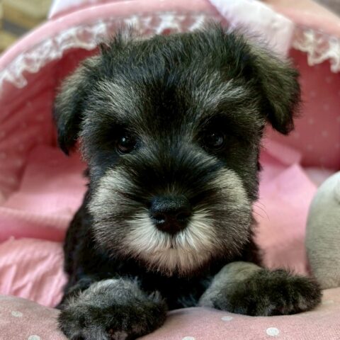 ミニチュアシュナウザー　りっか・１ちゃん