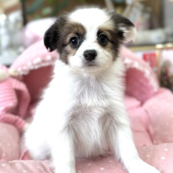 パピヨン　ゆま・２ちゃんサムネイル