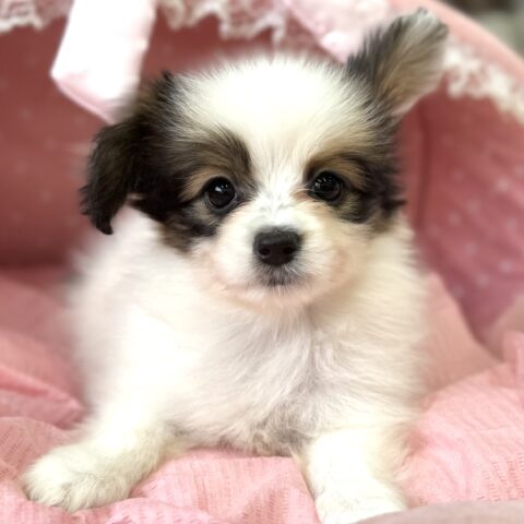 パピヨン　ゆま・３ちゃん