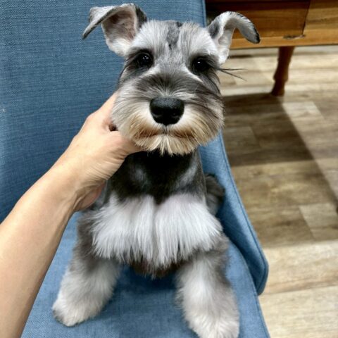 ミニチュアシュナウザー　セイラ・２くん