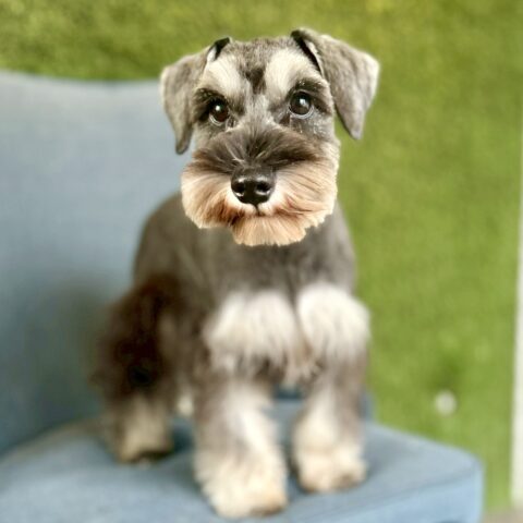 ミニチュアシュナウザー　ナナ・３ちゃん