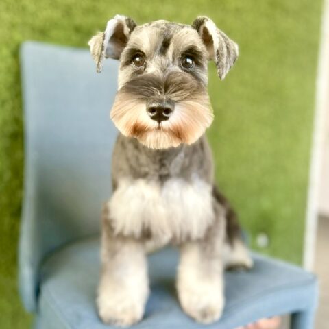 ミニチュアシュナウザー　ナナ・２ちゃん