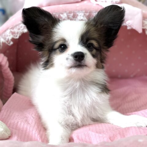 パピヨン　もこもこ・３ちゃん