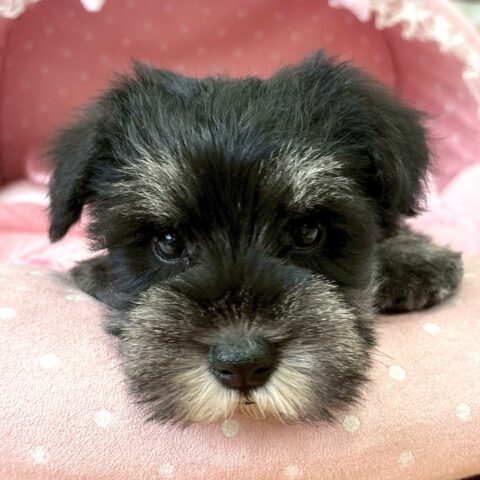 ミニチュアシュナウザー　らいか・１ちゃん