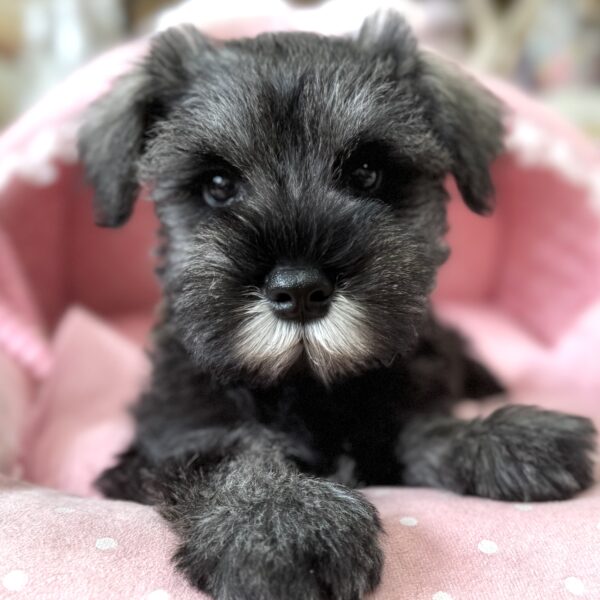 ミニチュアシュナウザー セイラ・1くん | 【公式】子犬のブリーダー