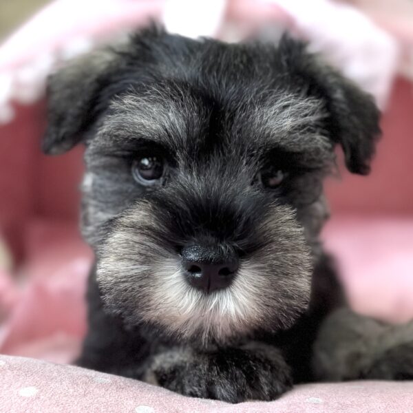 ミニチュアシュナウザー セイラ・2くん | 【公式】子犬のブリーダー