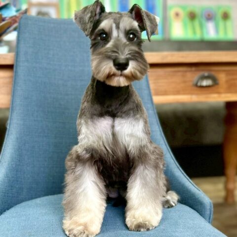 ミニチュアシュナウザー　心望・２ちゃん