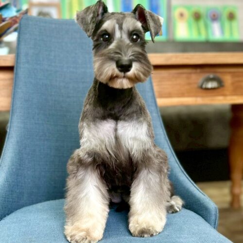 ミニチュアシュナウザー　心望・２ちゃん