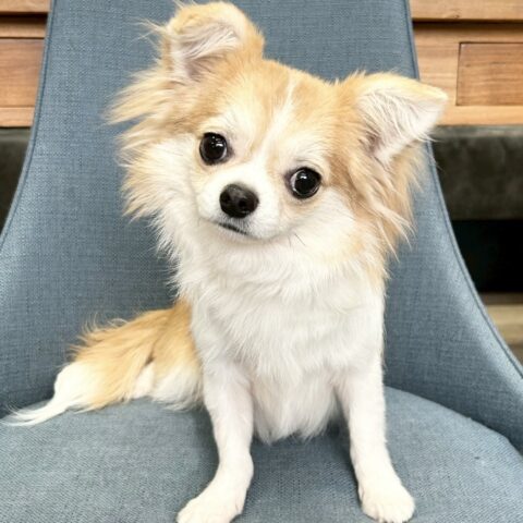 チワワ　ちこ・１くん