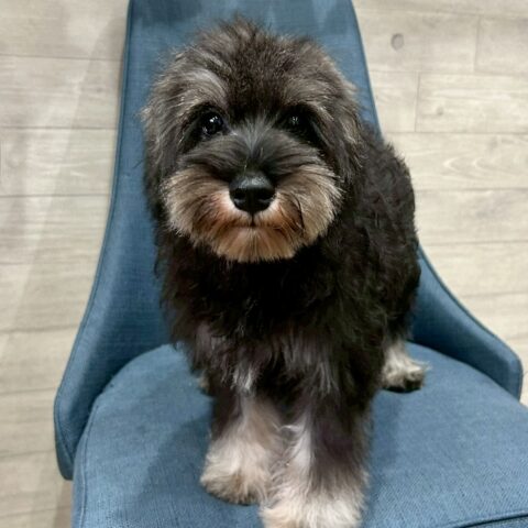 ミニチュアシュナウザー　ナナ・３ちゃん