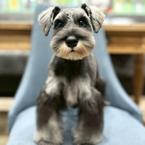 ミニチュアシュナウザー　ナナ・１くん