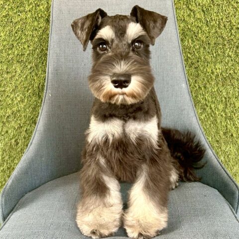 ミニチュアシュナウザー　心望・１くん