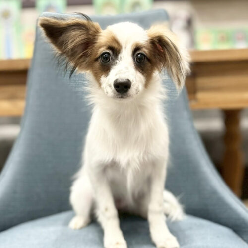 パピヨン　ゆま・２ちゃん