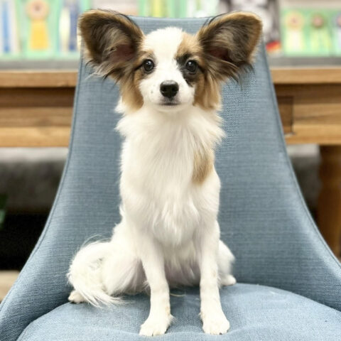 パピヨン　もこもこ・３ちゃん