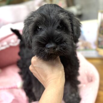 ミニチュアシュナウザー　七花・４くんサムネイル