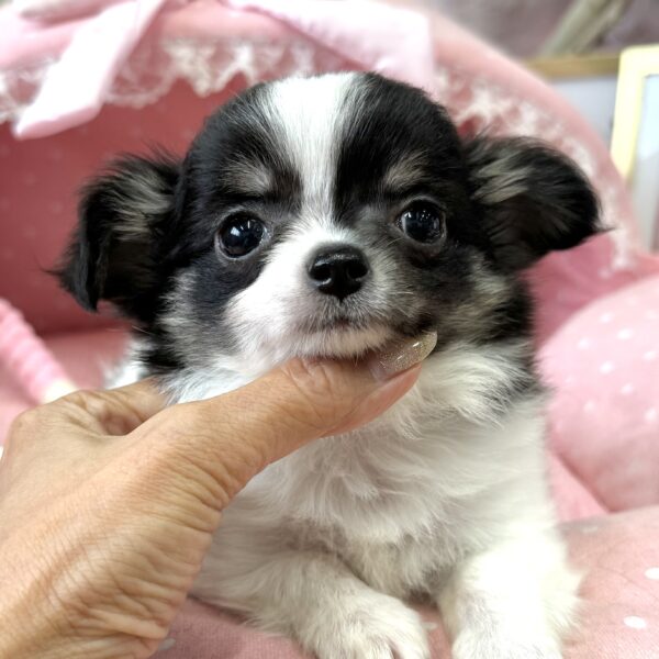 チワワ おかき・1ちゃん | 【公式】子犬のブリーダー・ミニチュア