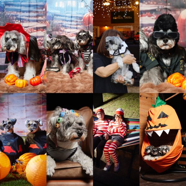 ハロウィン仮装大海 in stellaboxサムネイル