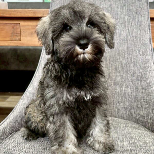 ミニチュアシュナウザー ここの・4ちゃん | 【公式】子犬のブリーダー