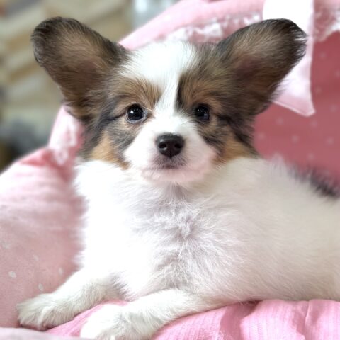 パピヨン　バンダナ・１ちゃん