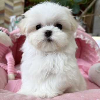 マルチーズ　しろ・１ちゃんサムネイル