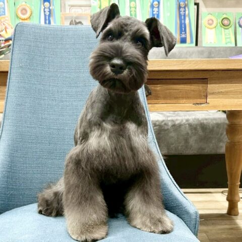 ミニチュアシュナウザー　七花・４くん