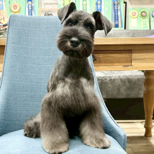 ミニチュアシュナウザー　七花・４くん