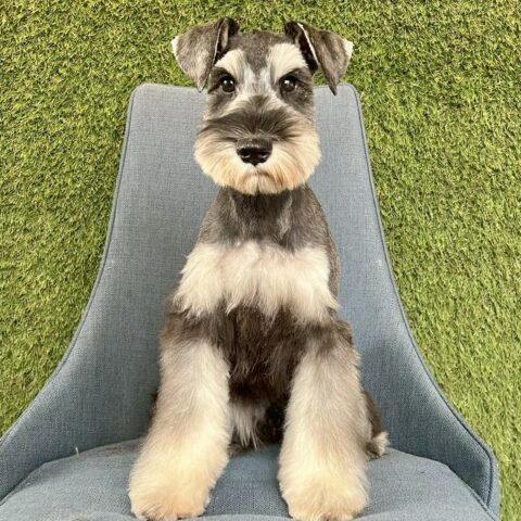 ミニチュアシュナウザー　七花・３くん