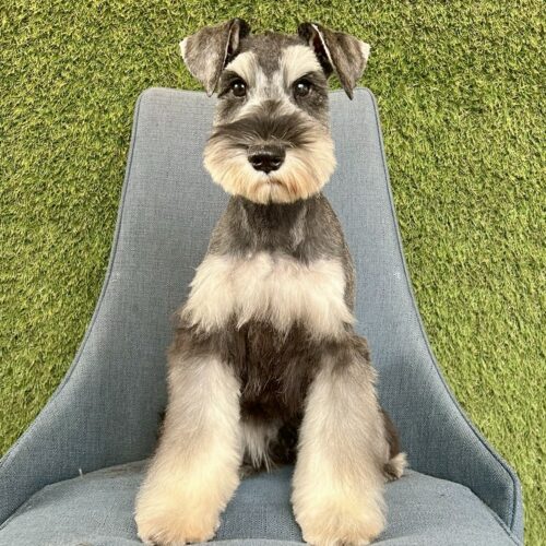 ミニチュアシュナウザー　七花・３くん